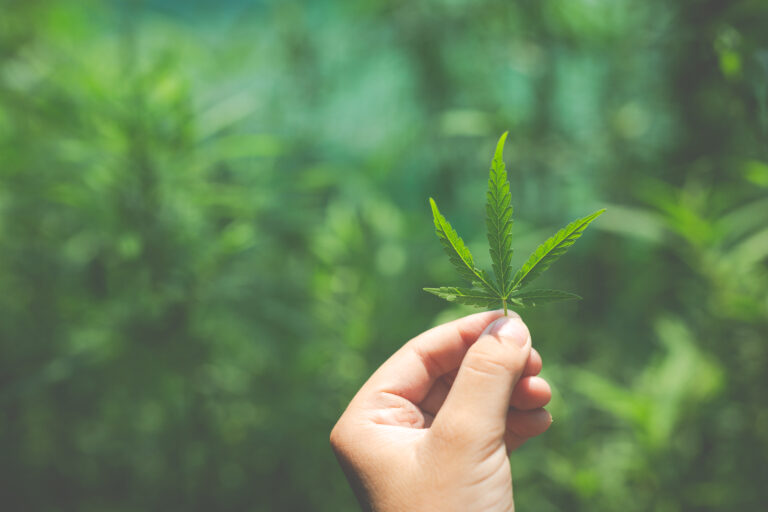 Hand holding a single cannabis fan leaf, the large leaf removed first when trimming