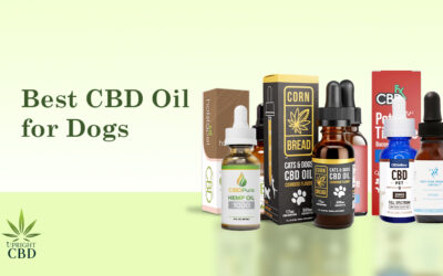 8 Best CBD Oil for Dogs: Reduce Anxiety, Pain & Inflammation