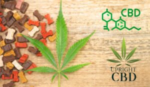 Best CBD for Dogs