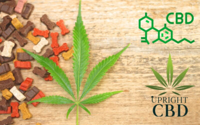 7 Best CBD For Dogs : Make Your Friend Wag Their Tail
