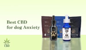 Best CBD for Dog Anxiety