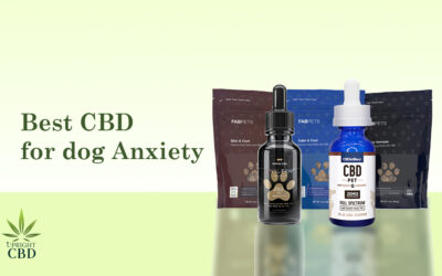 5 Best CBD for Dog Anxiety and Much More