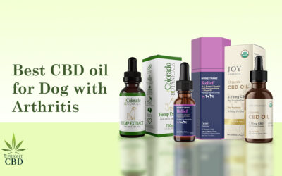 Best CBD Oil for Dogs with Arthritis in 2022