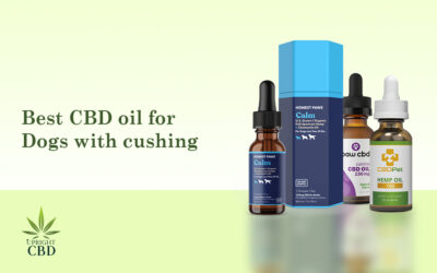Best CBD Oil for Dogs with Cushing’s Disease 2022