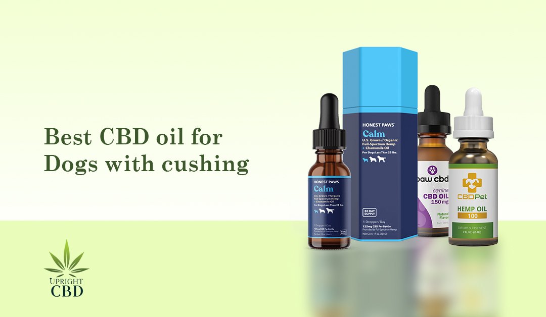 Best CBD Oil for Dogs with Cushing’s Disease 2022