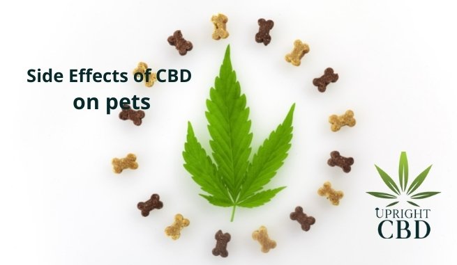 Side Effects of CBD on pets
