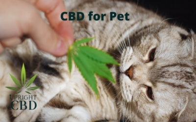 How to Choose Best CBD for Pets: Beginners guide in 2022