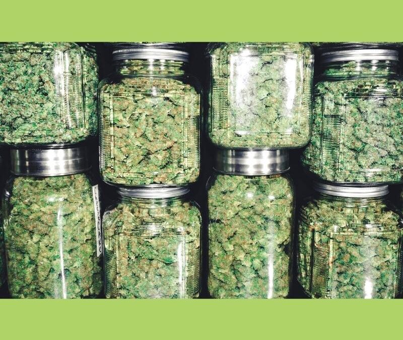How to Choose Best Marijuana Trimmer Machine