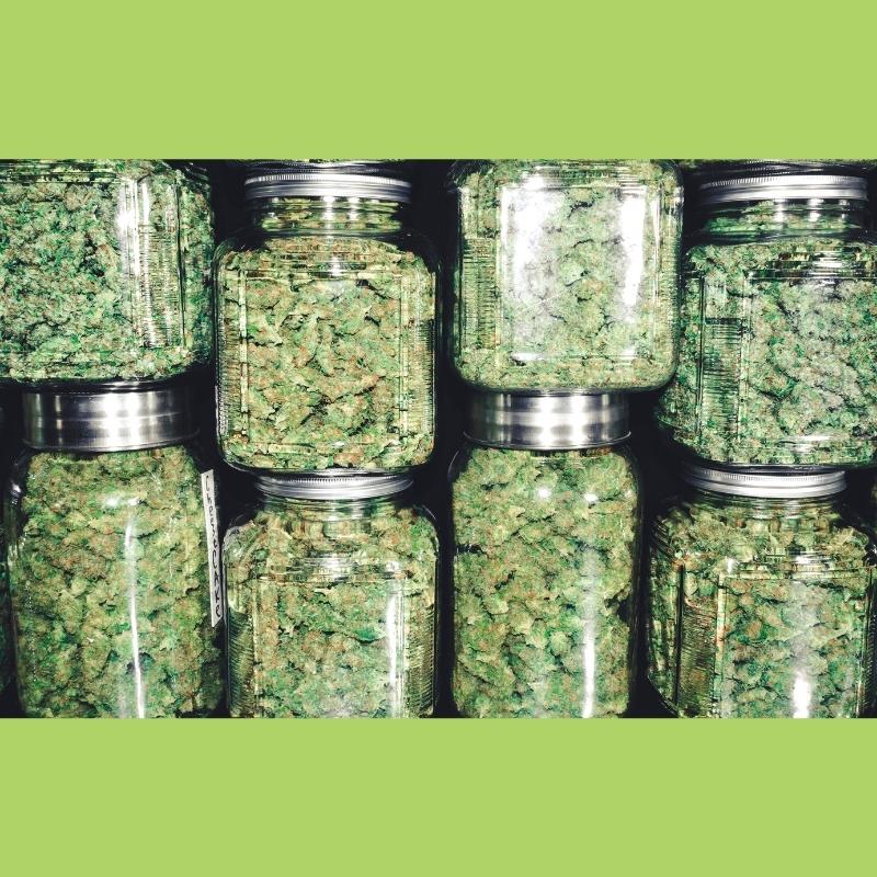 Glass jars of dried, trimmed cannabis buds from one harvest