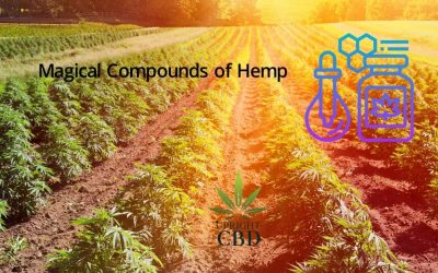 Magical compounds of Hemp that will Surprise you!