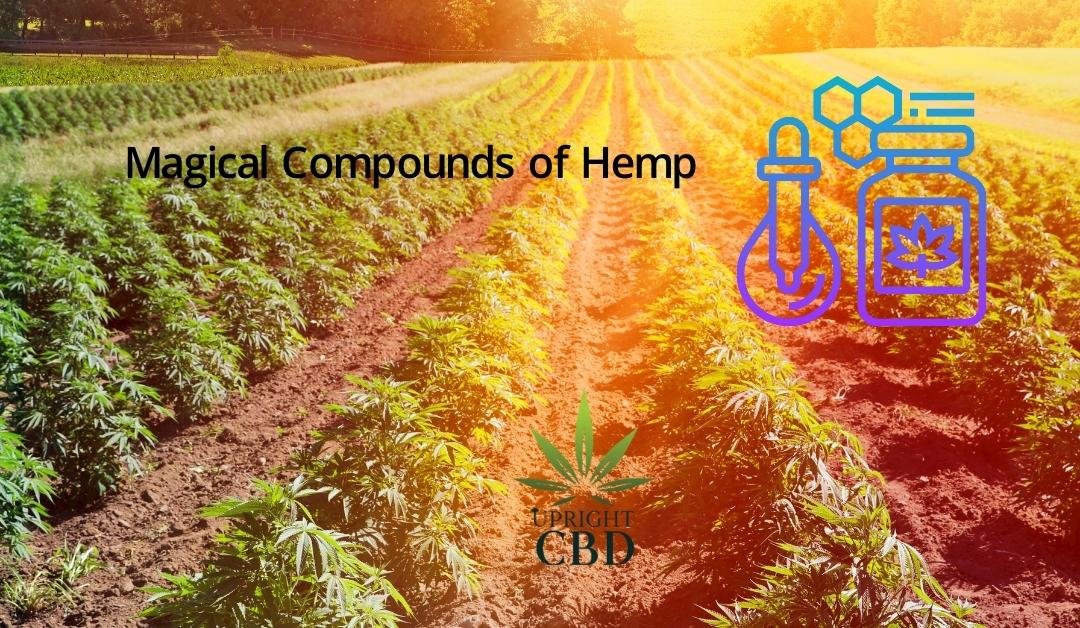 Magical compounds of Hemp that will Surprise you!