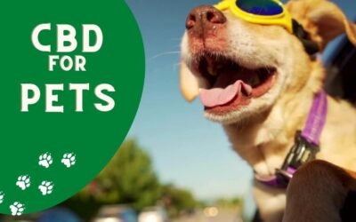 5 best CBD products for Pets : Choose the best one