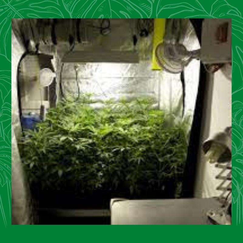 Indoor hemp grow room setup with lights and ventilation