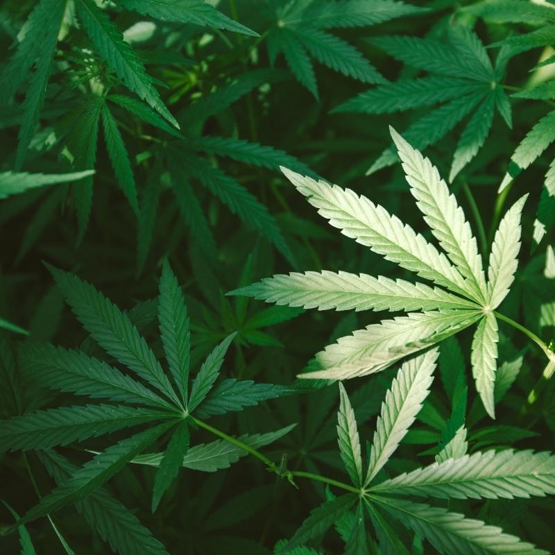 Healthy green hemp leaves with no interveinal chlorosis